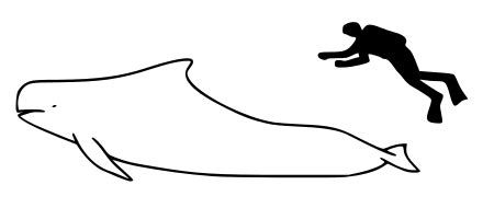 pilot whalw|pilot whale wiki.